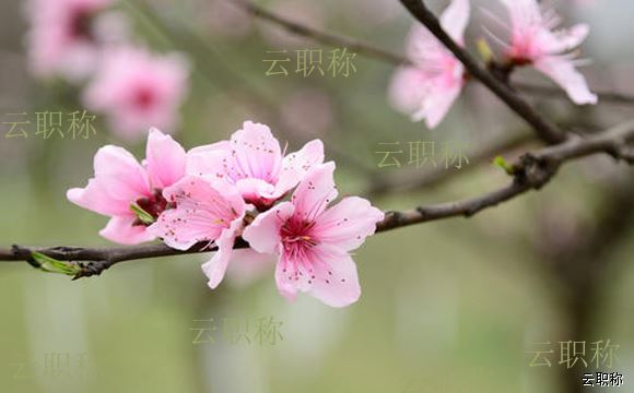 職稱認(rèn)定流程